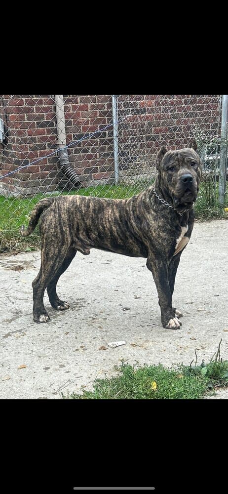 ONLY THE FAMILY KENNELS HUNCHO 1