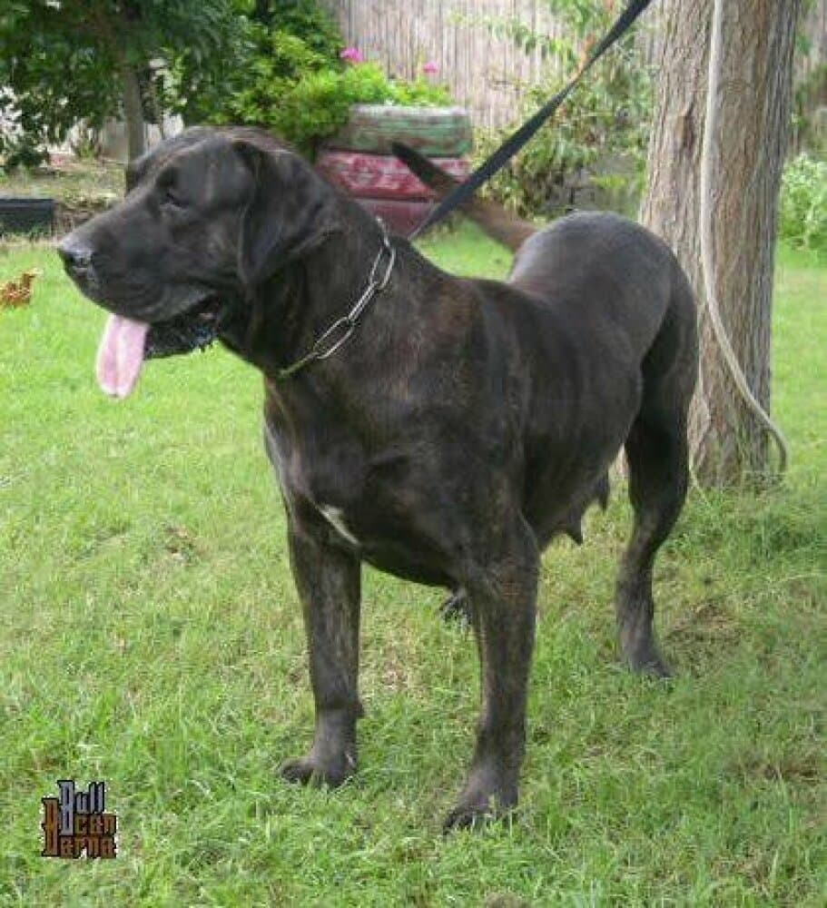 AUCUBA DE BARNACAN BULL 1