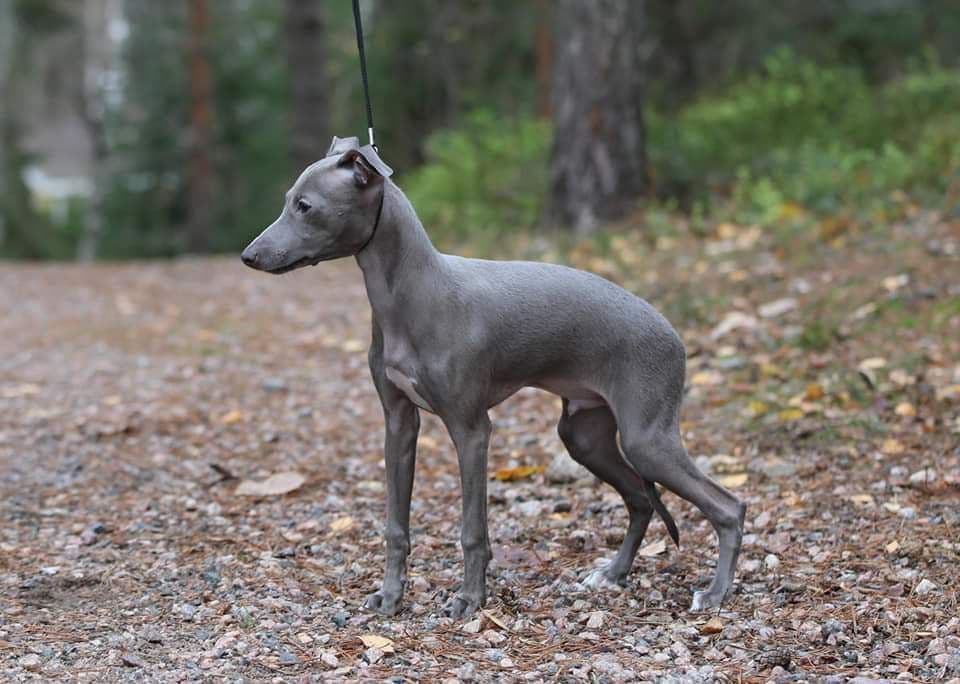 Tarumetsän Heinäkuun Ainut Ihme 1