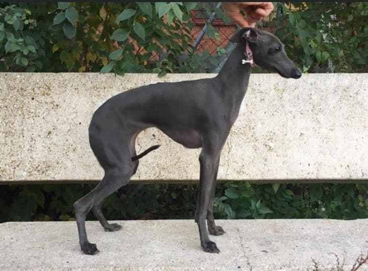 Czarina R. Del Ocejón 1