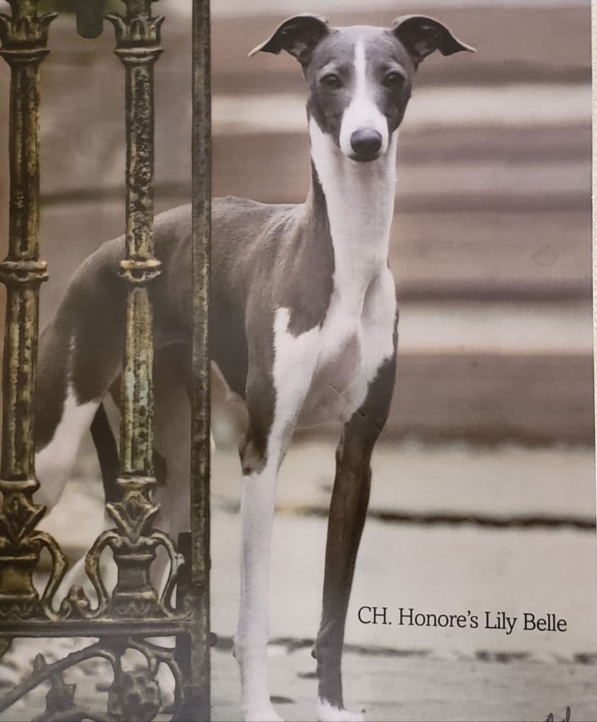 Honores Lily-Belle 1