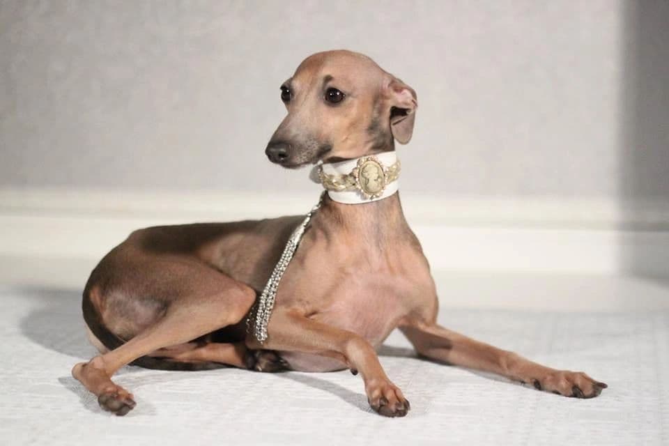 Istinnaya Lady 1