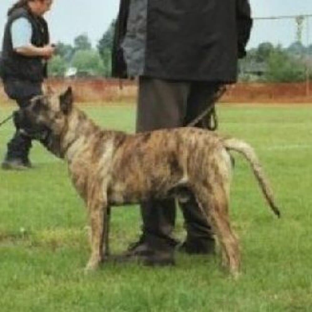 SERKAN DE BARNACAN BULL 1