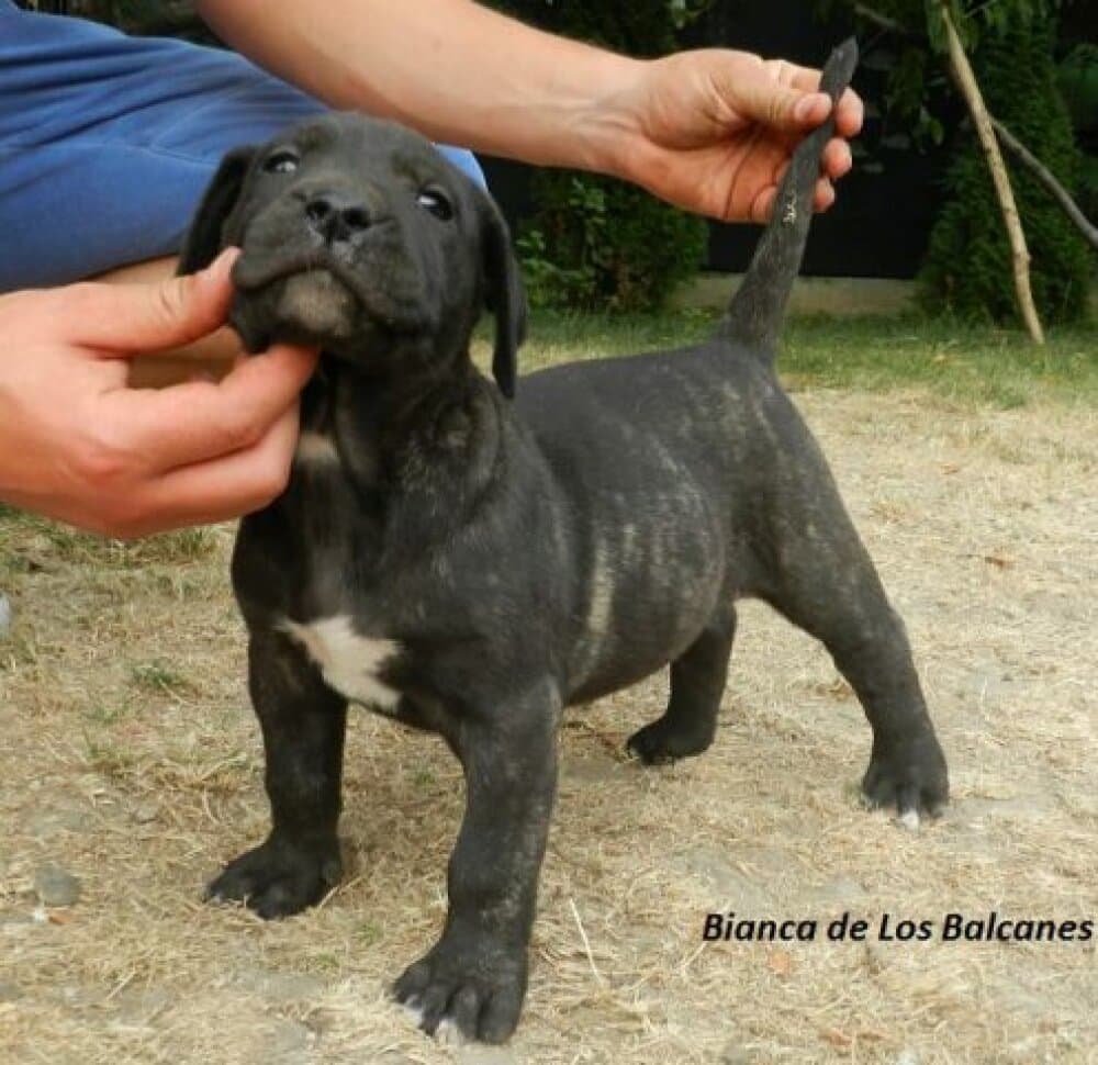 BIANCA DE LOS BALCANES 1