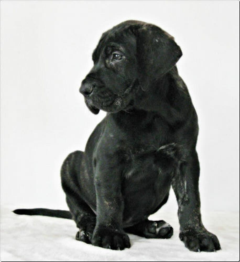 TROPICANA CABALLERO CANARIO 1