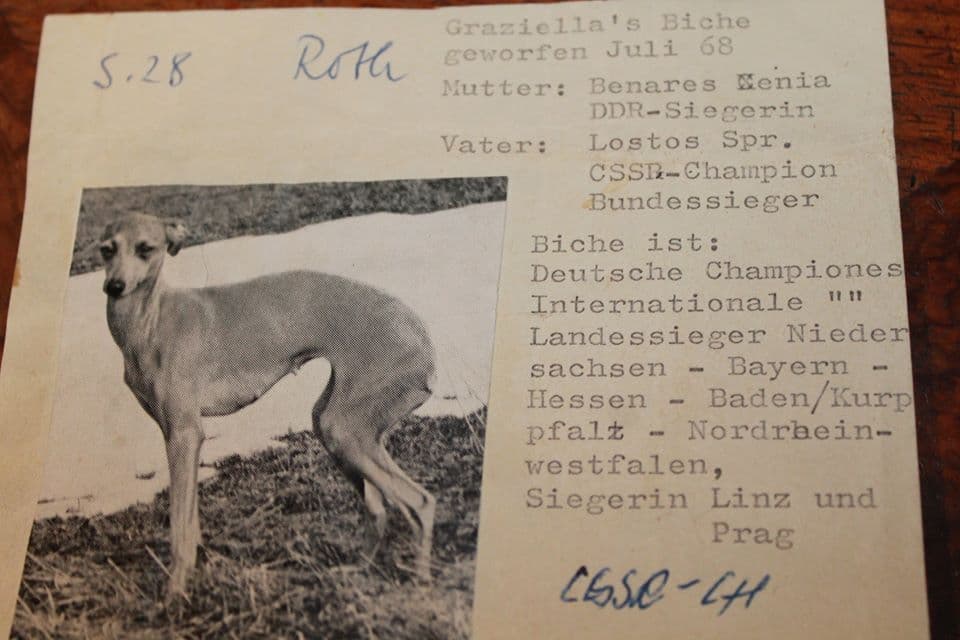 Graziella's Biche 1
