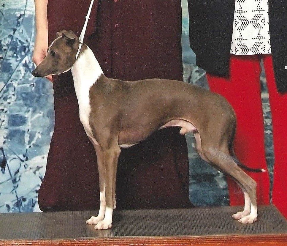 Wynson's Cobalt Blue At Marchwind 1