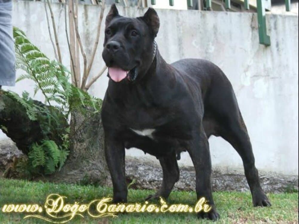 HILDA DE DOG REAL 1