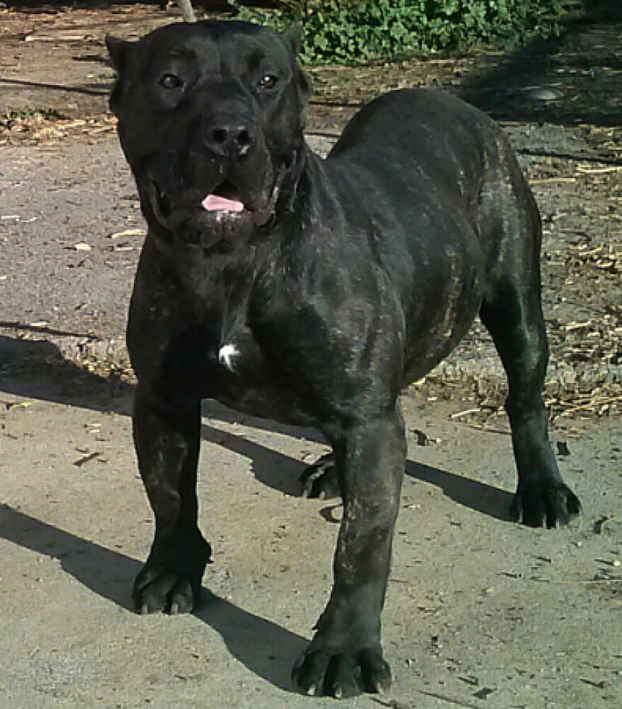 LUNA DE BARNACAN BULL 1