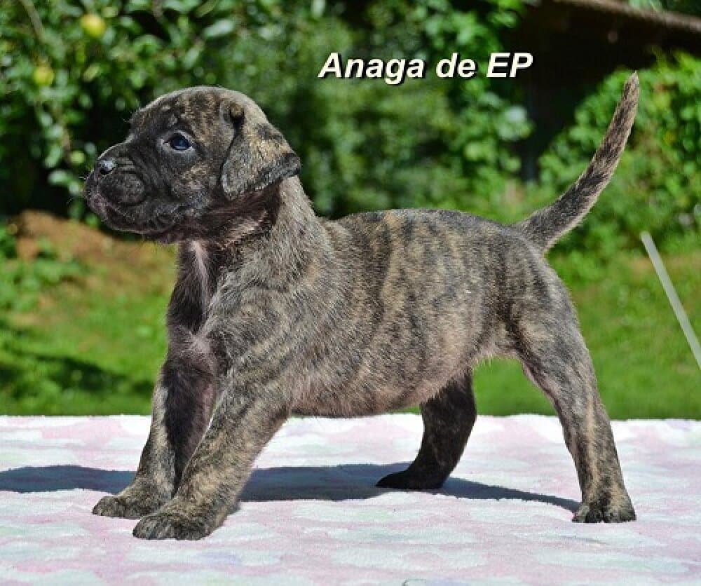 ANAGA DE ETERNA PRIMAVERA 1