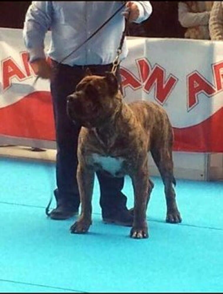 ATILA DE MADRICANBULL 1