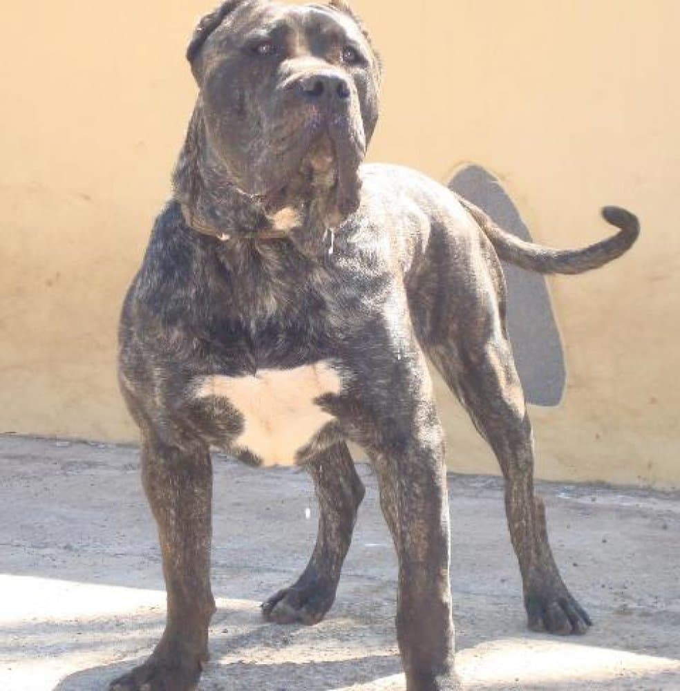 THOR DE RUCADEN 1