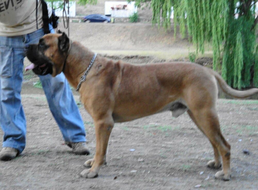 REO DE RANCHO BRAVO 1