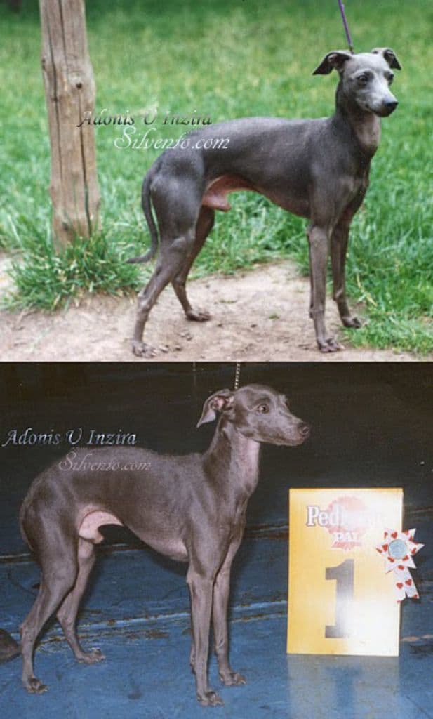 Adonis U Inzira 1