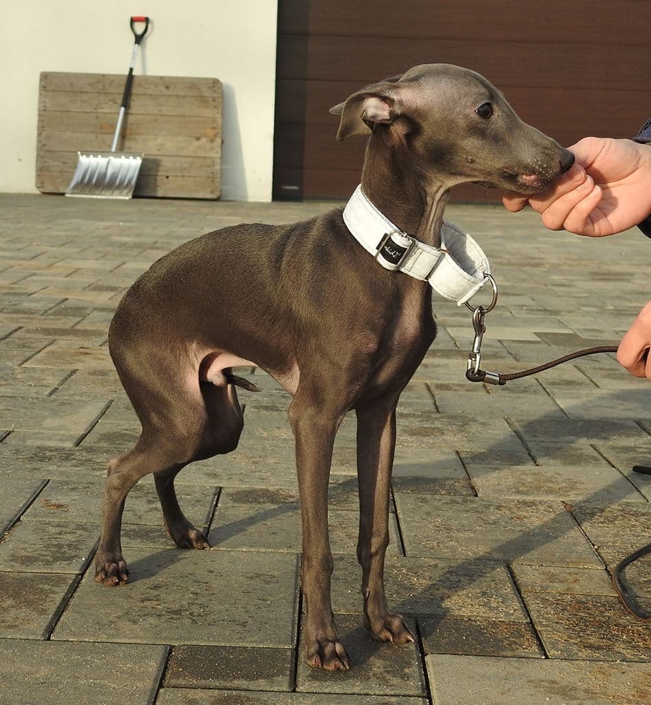 Jaspis Dogoteka 1