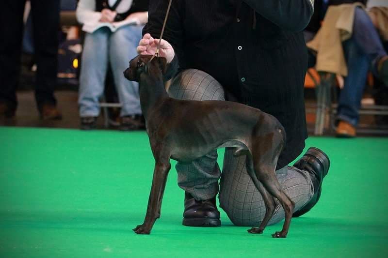 Mostahbull Black Shadow Of Keelindee 1