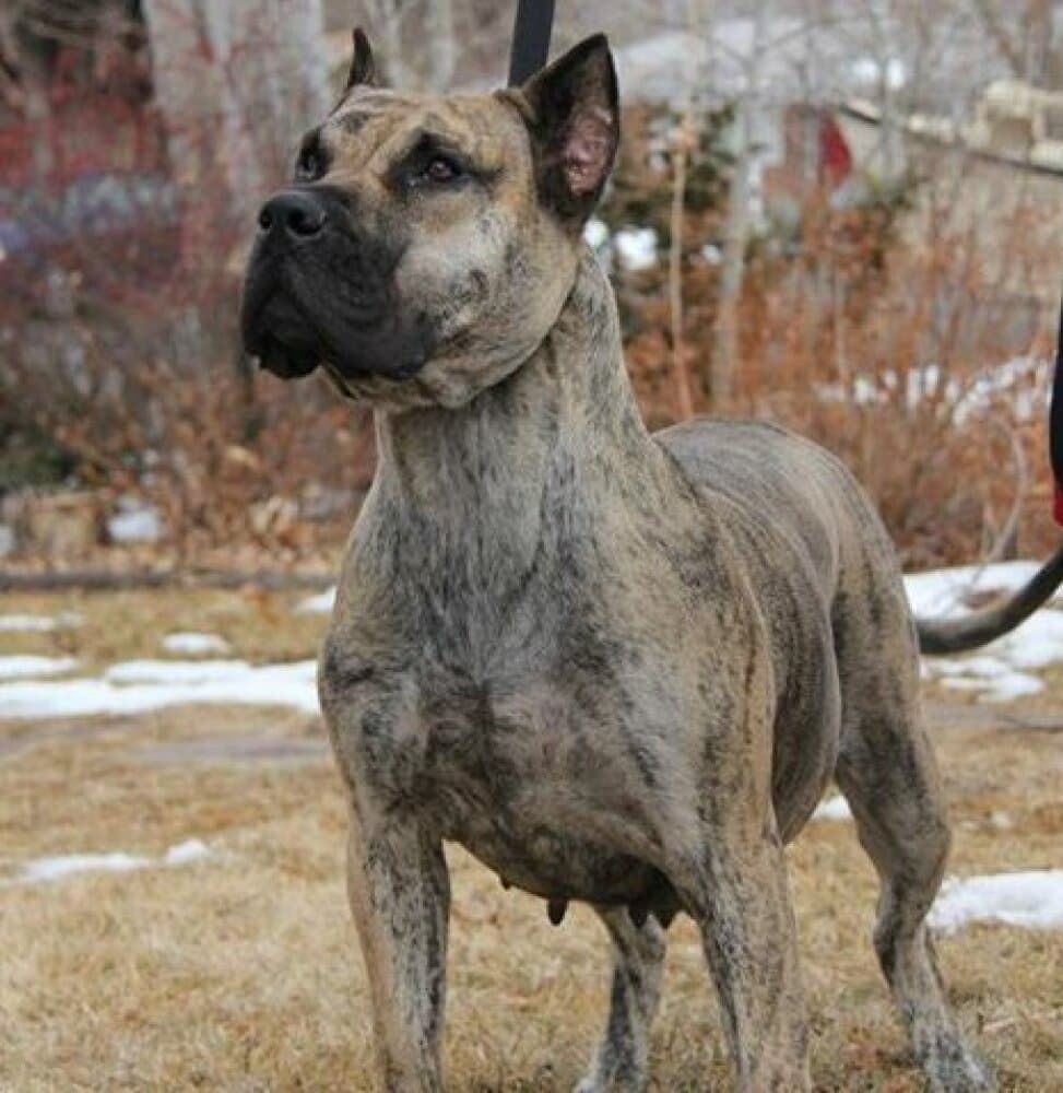 SATIVA DE CANARIAN BULL 1