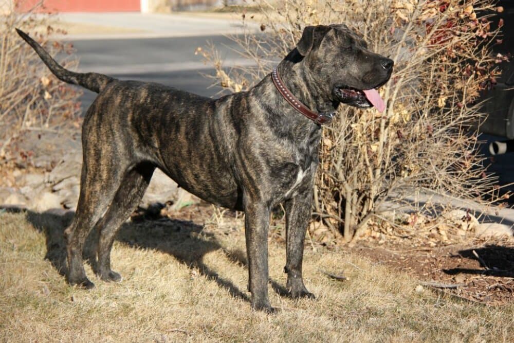 BLACK PEARL BALUARTE DE LOS PERROS 1