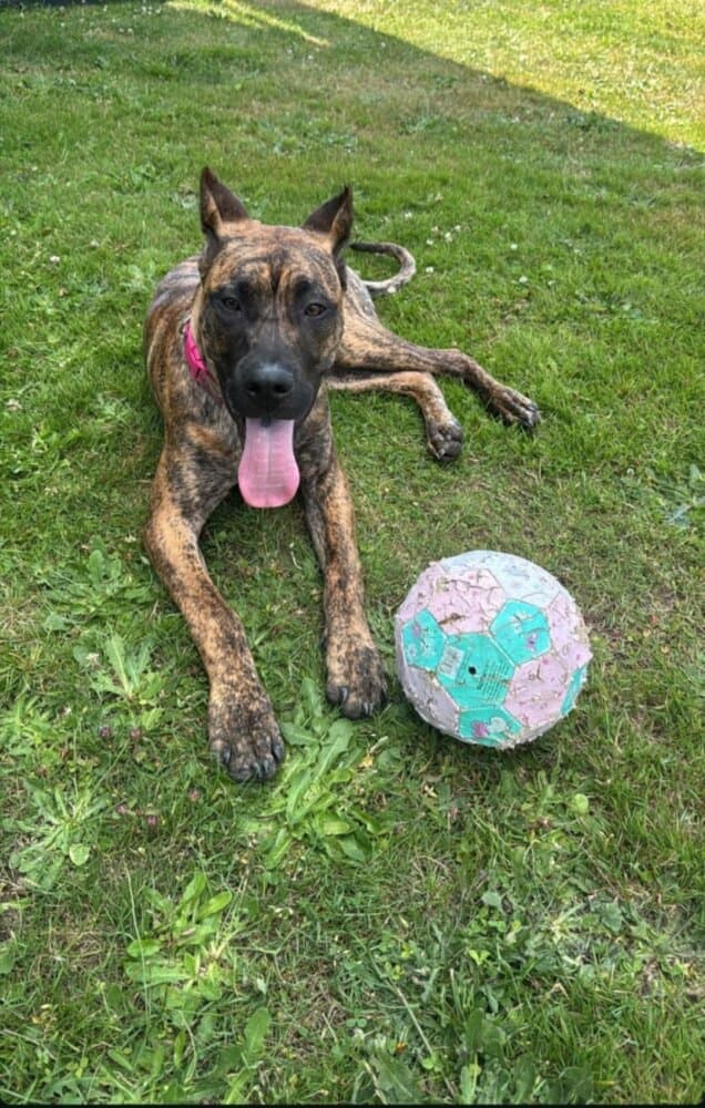 TOT OF PROPER K9 1