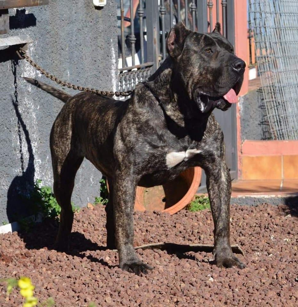 TANGO DE LA JACHA 1