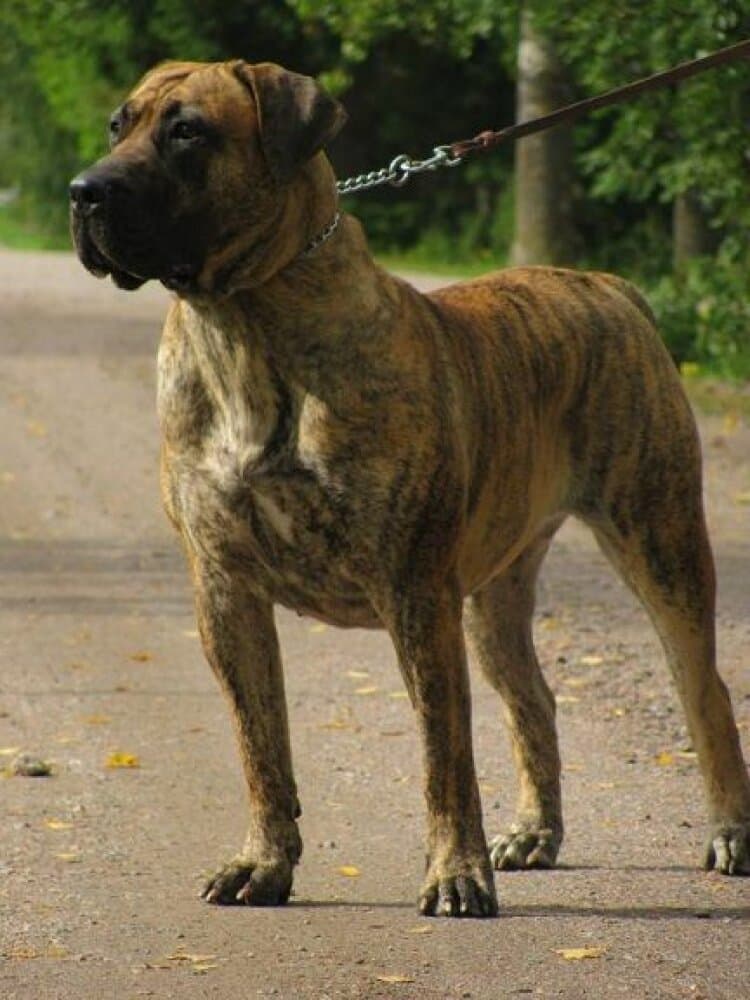 CAMORRA BALUARTE DE LOS PERROS 1