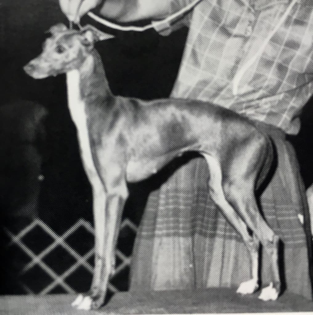 Dasa's Delta Lady 1
