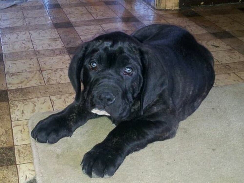 BOSS BULL CANARIO MURDOCK 1