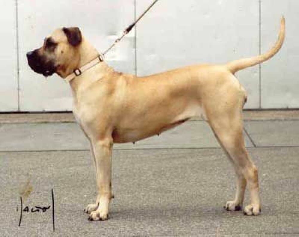 MABI DE BARNACAN BULL 1