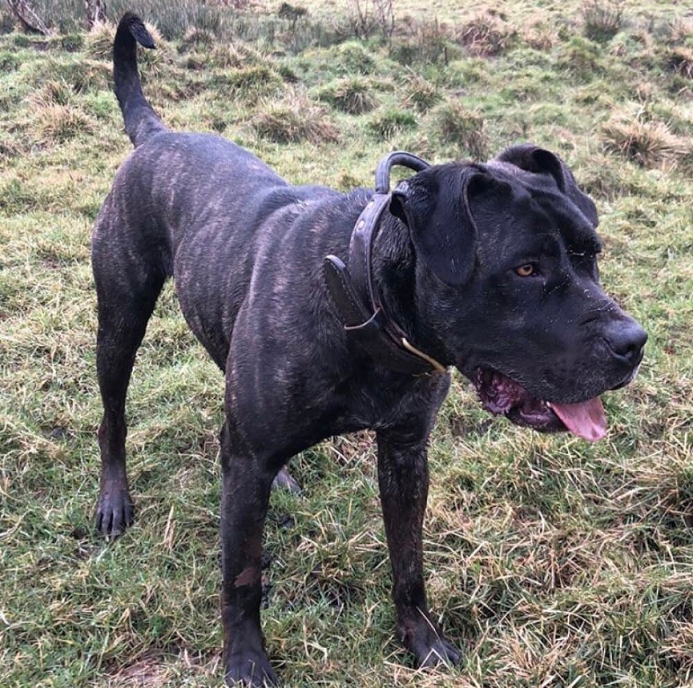 XENA DE SEVERN KENNELS 1