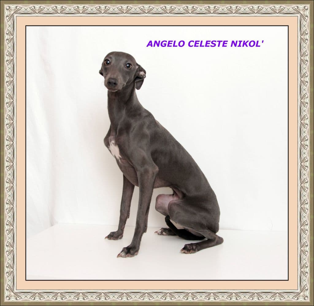 Angelo Celeste Nikol' 1