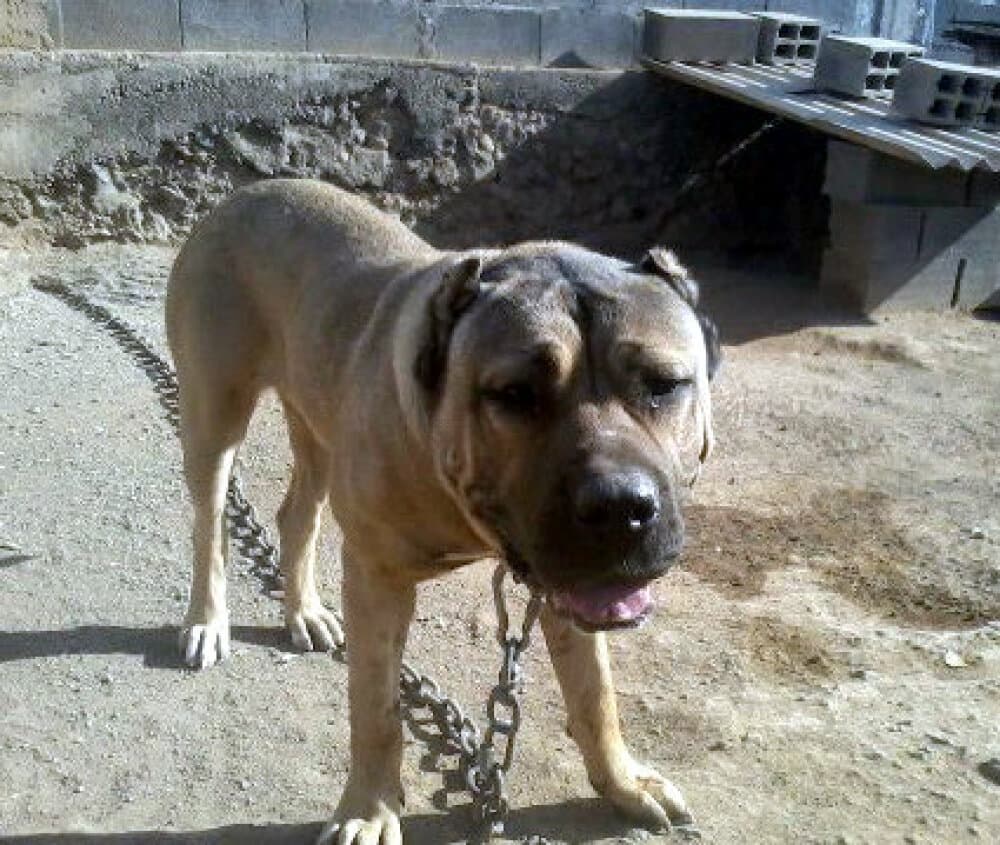 DORA DE PERRO DE LA TIERRA 1