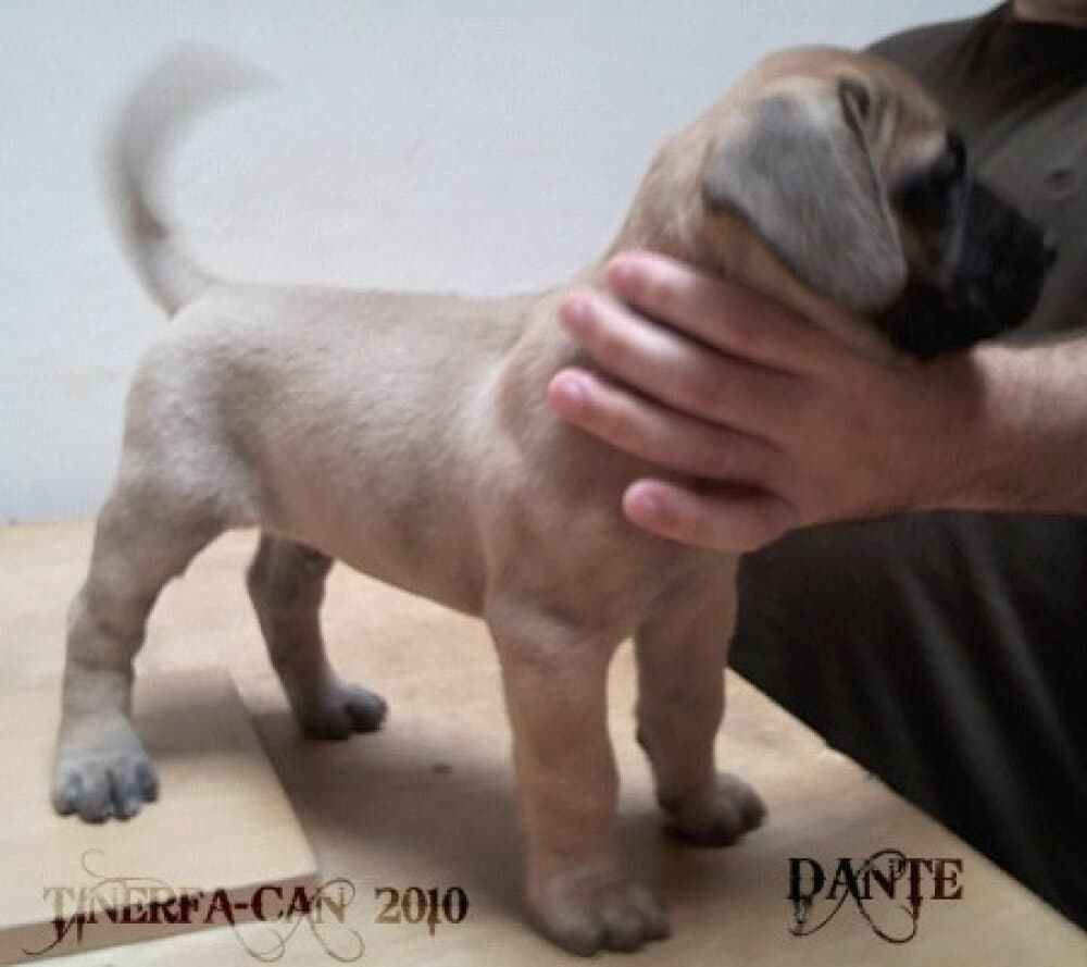 DANTE DE TINERFA-CAN 1