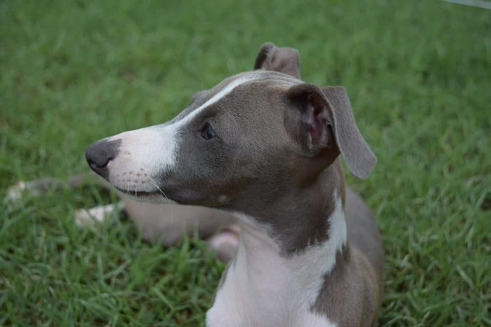 Kosmos Winston Blue 1
