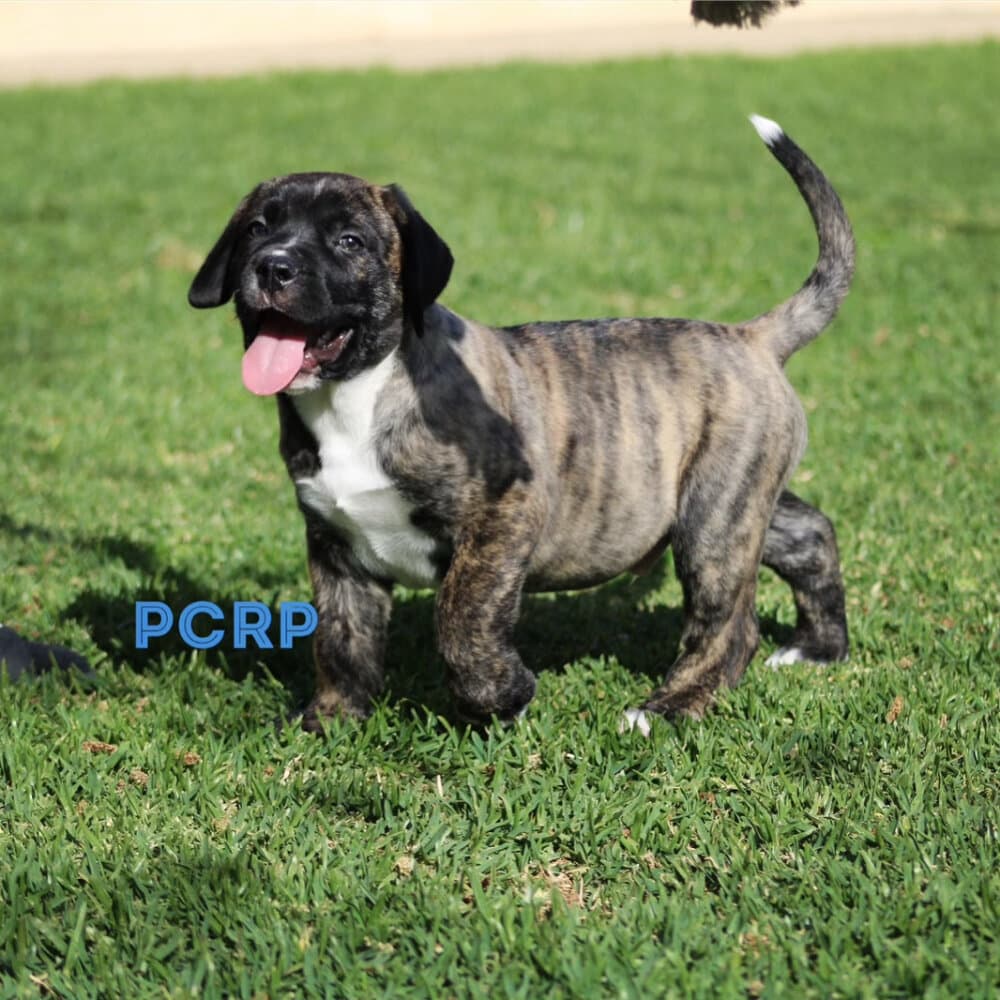 WEISER DE PCRP KENNEL 1