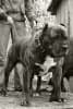 King Size de Presa Awangarda 1