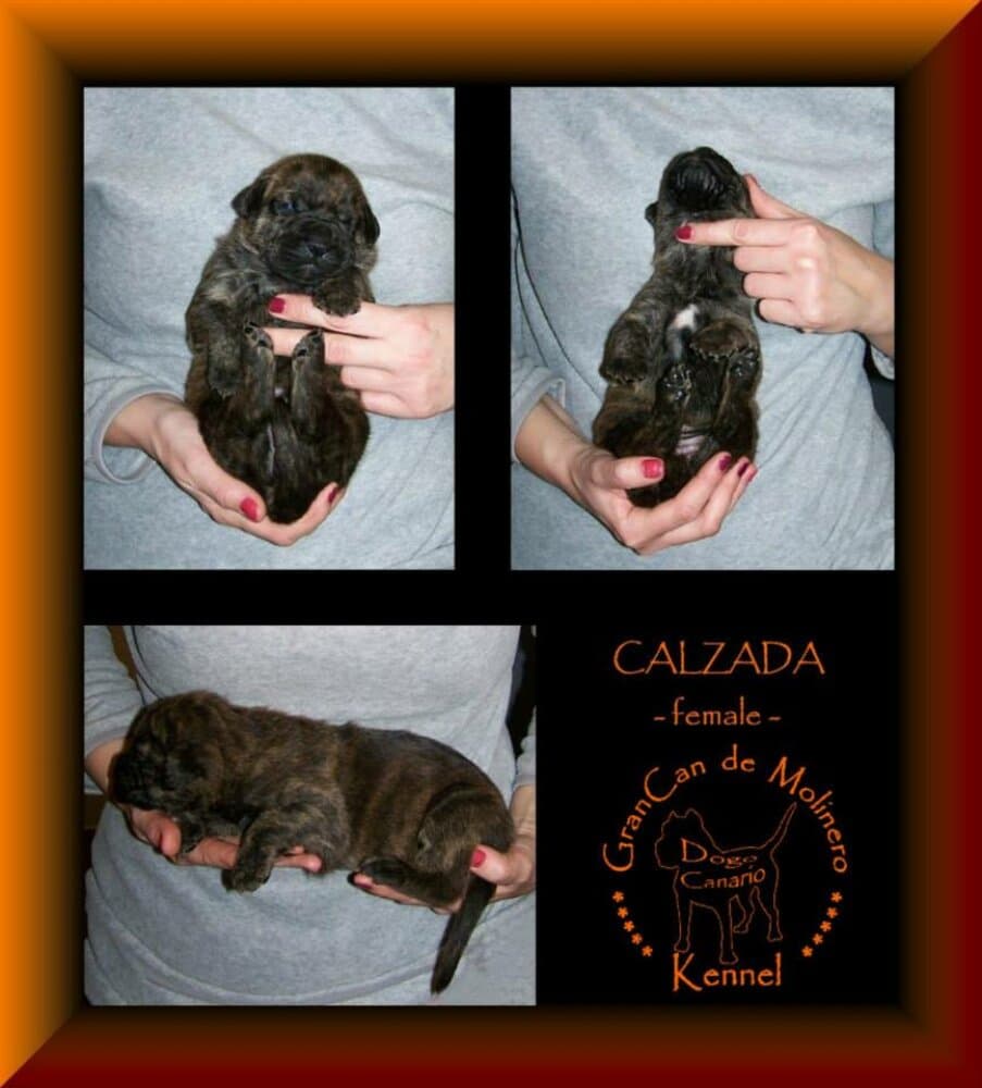 CALZARA GRANCAN DE MOLINERO 1