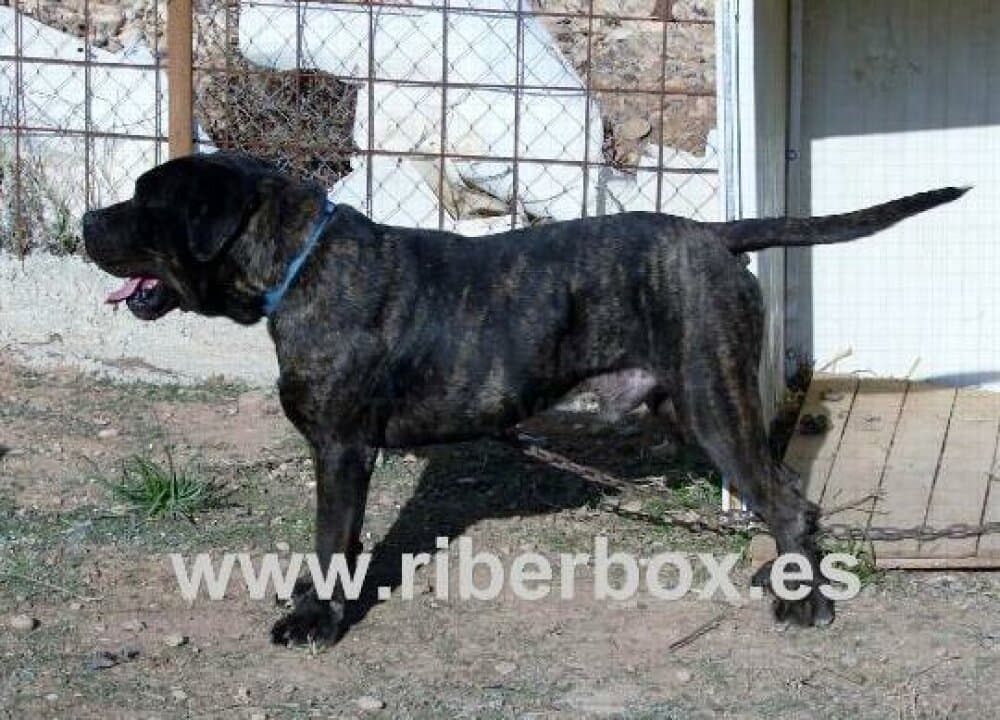 CAPONE DE RIBERBOX 1