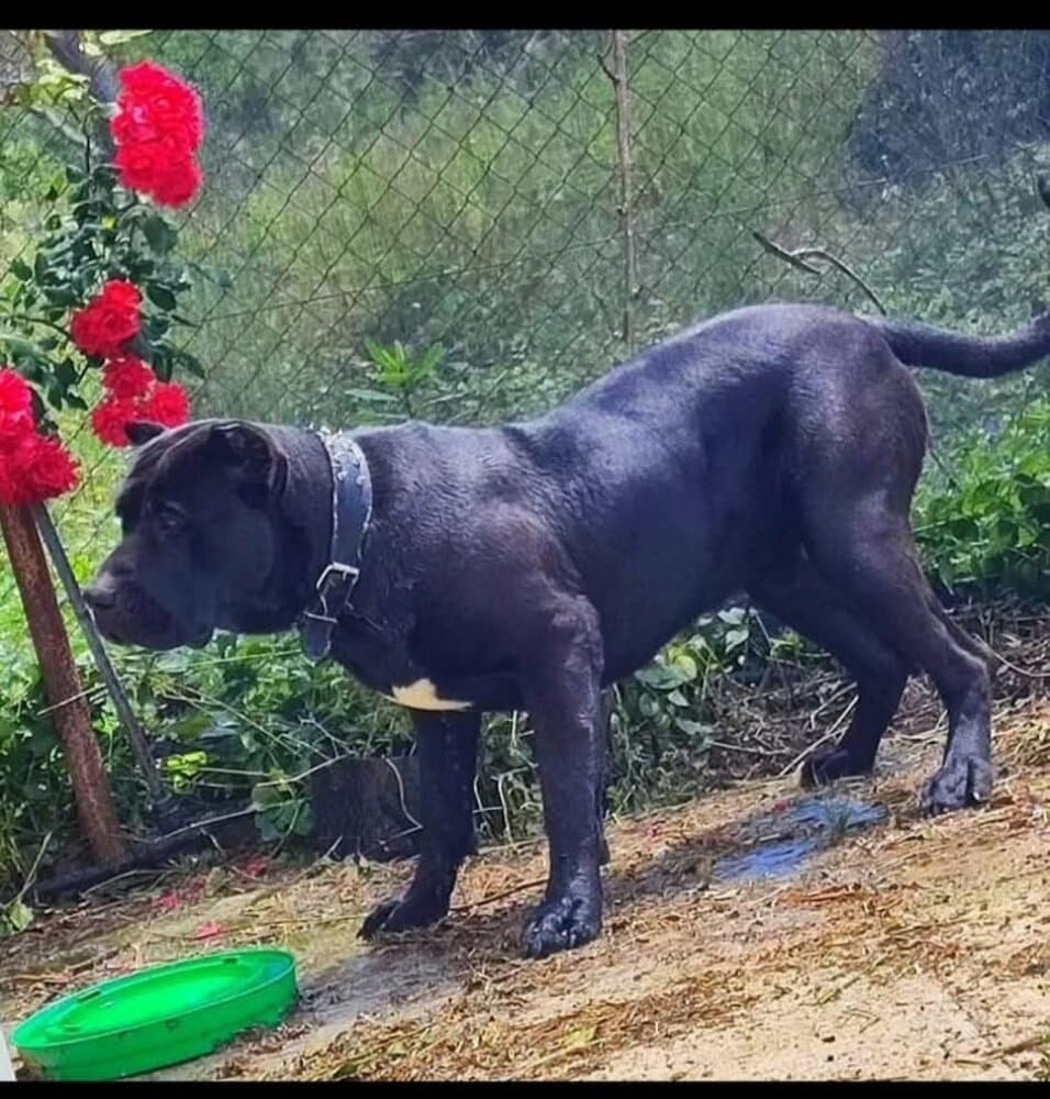 NEMESIS ROCKO 1