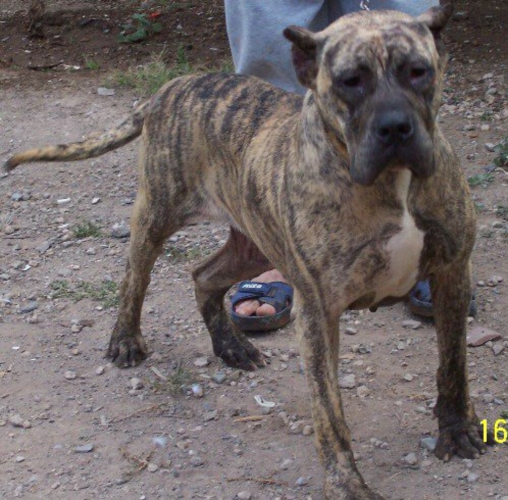Laika 1