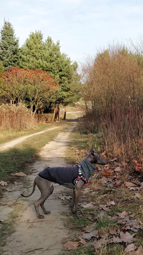 Jestem Słodki Dogoteka 1