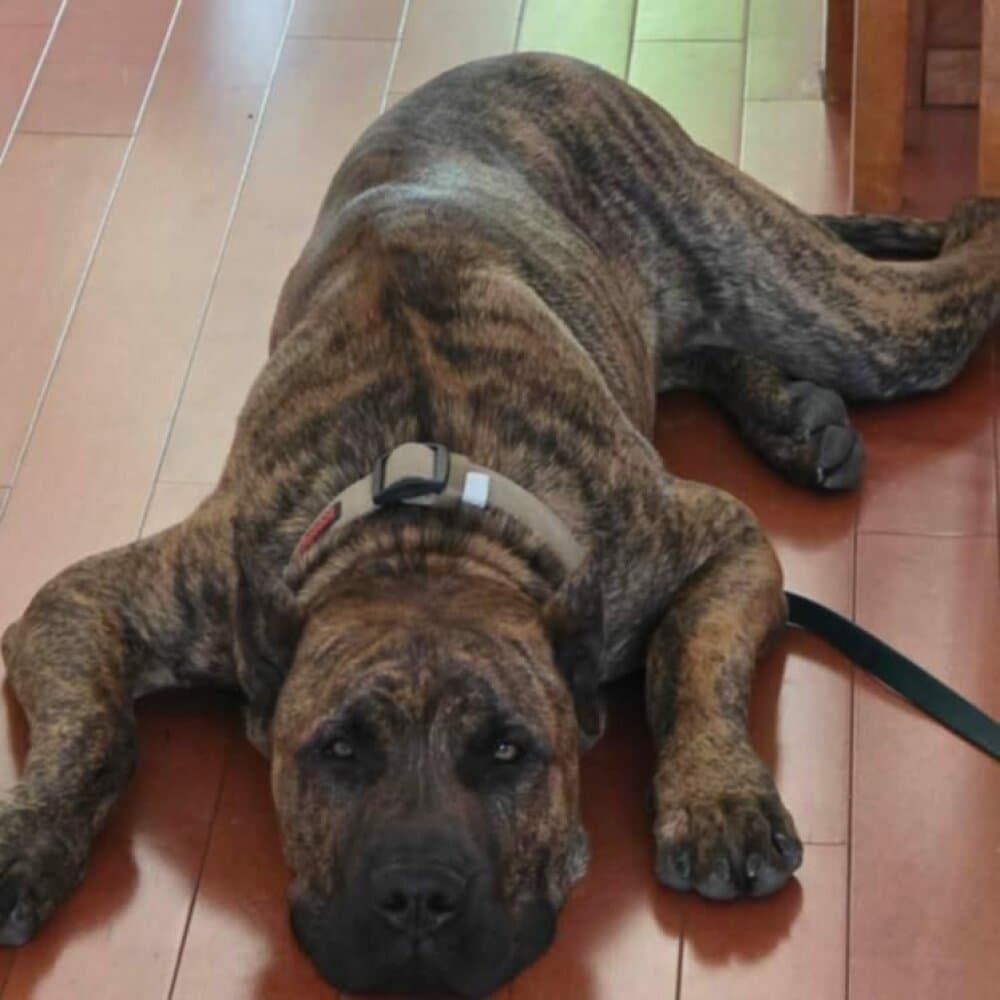 HOT POTATO OF PROPER K9