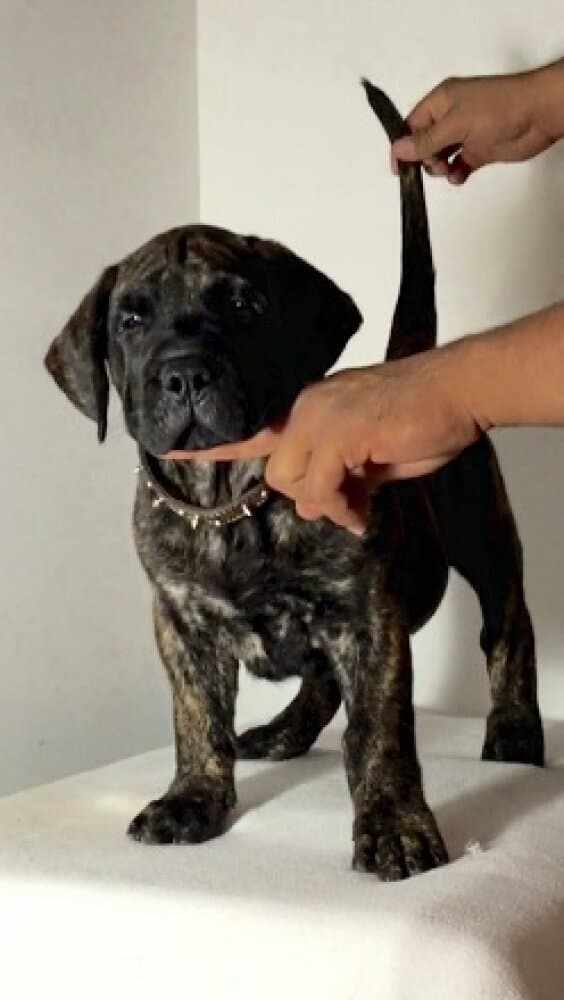 CHAPO DE BARNACAN BULL 1