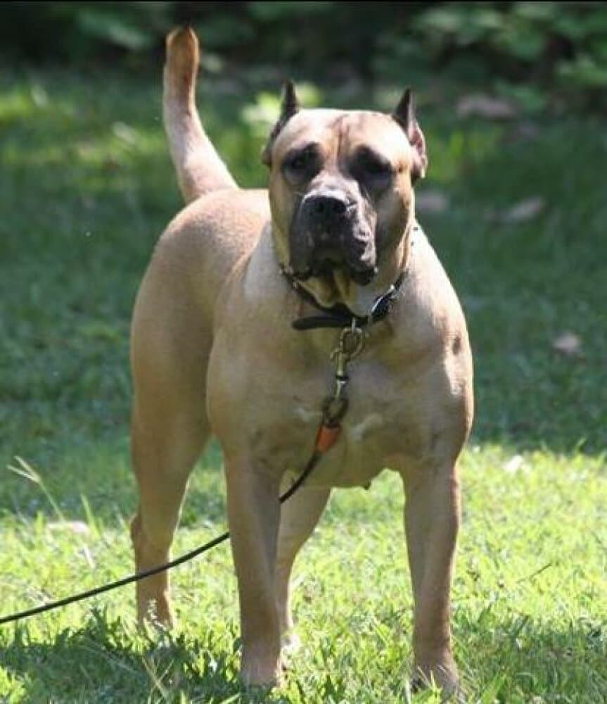 BUCCIONE FRANCESCA DE FENCING DOGS 1