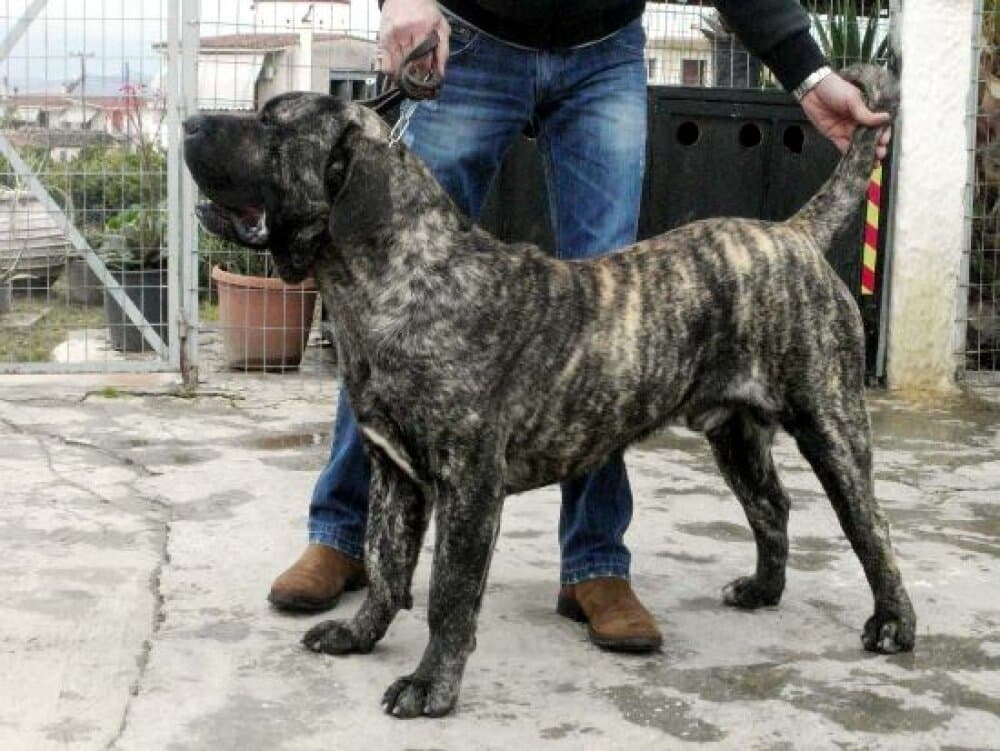 KING DI DRAGO CANARIO 1