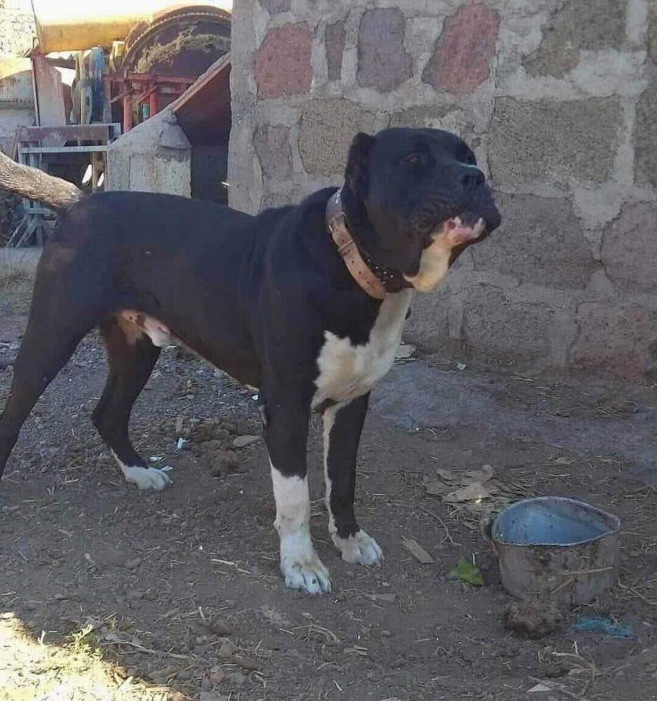 BATAN DE REGANADOS 1