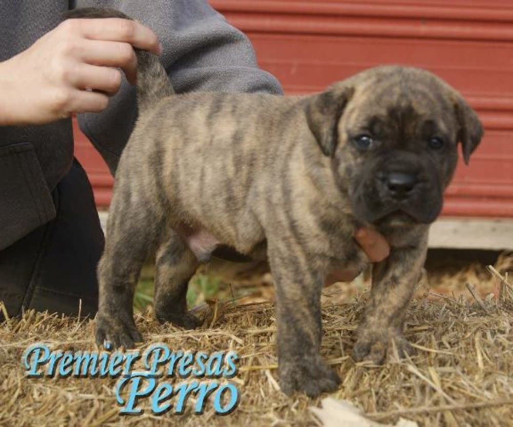 PREMIER PRESAS PERRO 1