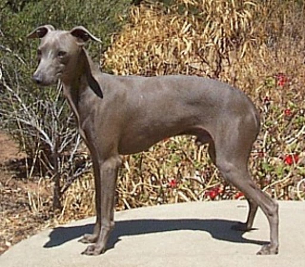 Maybri Heza Dandy 1