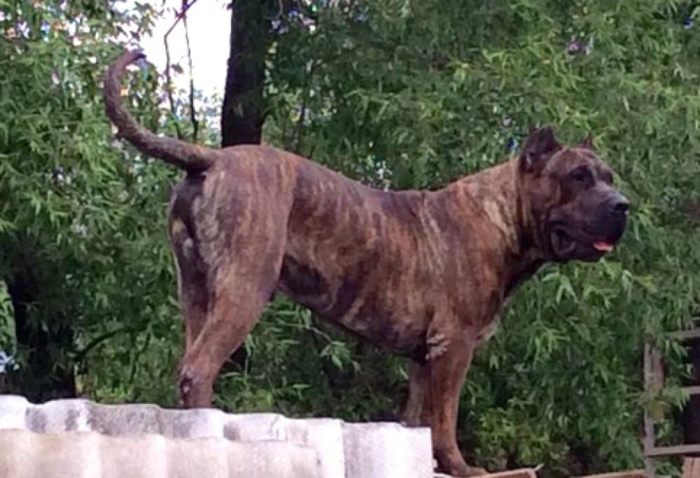 ARES IZ GRAFSTVA ART 1
