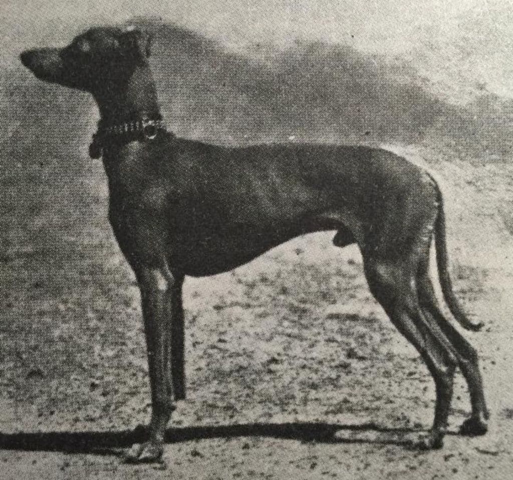 Lulu Von Neapel 1