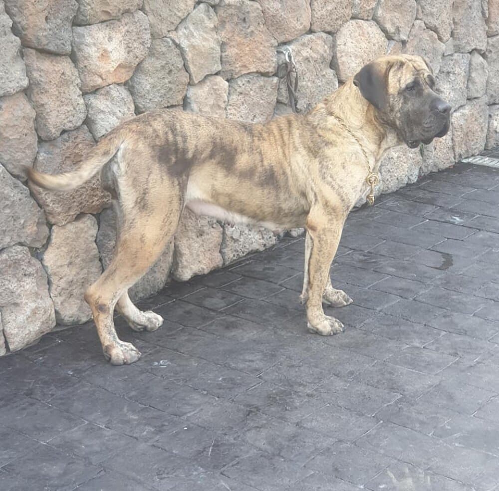 GALILEA DE SAMCOR 1